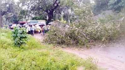 ಗಾಳಿ ಮಳೆ: ಕರಾವಳಿಯಲ್ಲಿ ಧರೆಗುರುಳಿದ ಮರ