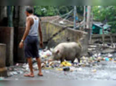 শুয়োর ধরতে হই চই সার, কাজ ঢিমেতালে