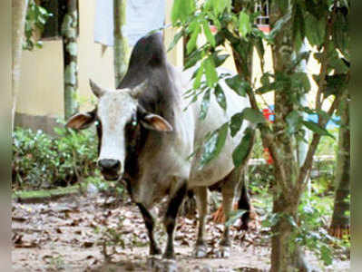 ষণ্ডের তাণ্ডবে ভাগলবা ওসি-বিডিওরাও