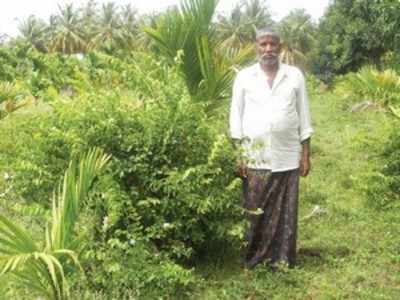 ಅಡಕೆ ನಡುವೆ ಸೊಂಪಾದ ಮಲ್ಲಿಗೆ