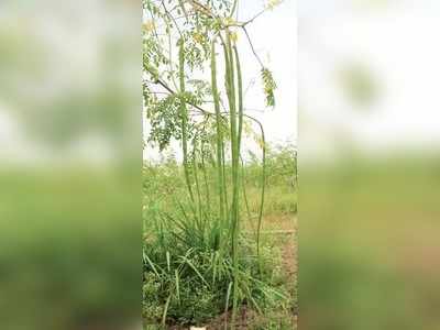 ಮನೆ ಮುಂದೆ ‘ಪಾಟ್’ ನುಗ್ಗೆ