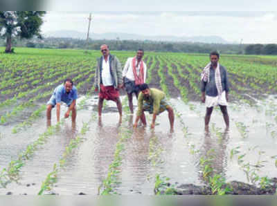 ಮೆಕ್ಕೆಜೋಳ ಕಣಜ ತಲ್ಲಣ