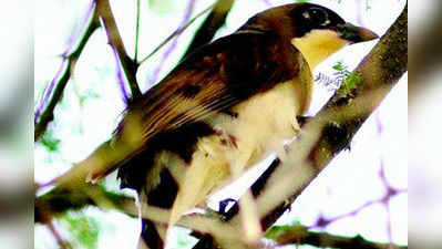 ಕೀಟ-ಮಾಟ: ಗ್ರೇಟರ್ ಹನಿಗೈಡ್ ಪಕ್ಷಿ (greater honeyguide)