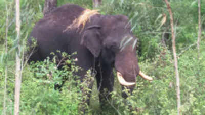 ಕಾಡಾನೆ ಹಾವಳಿ: ಬೆಳೆ ನಷ್ಟ