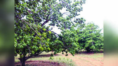 ನೀರಿಲ್ಲದೆ ಒಣಗುತ್ತಿದೆ ಸಪೋಟ ಗಿಡಗಳು