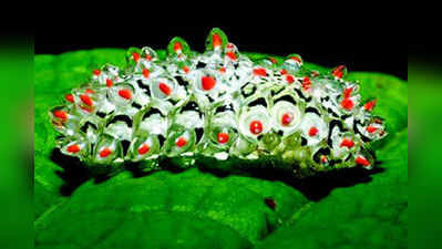 ಕೀಟ-ಮಾಟ: ರತ್ನ ಕಂಬಳಿಹುಳು (Dalceridae jewel caterpillar)