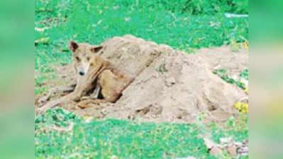 মনিবের কবরে টানা ১৫ দিন বসে টমি