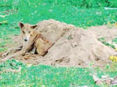 মনিবের কবরে টানা ১৫ দিন বসে টমি