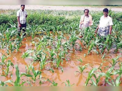 ಹೊಲಗಳೇ ಹೊಂಡ