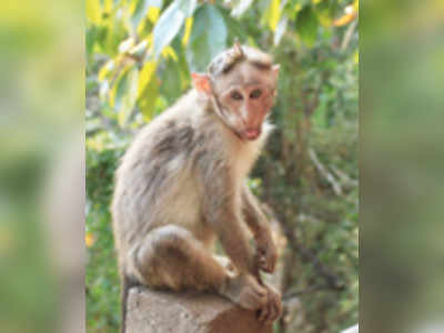 সিমলায় টাকা ছড়িয়ে বিখ্যাত বানর