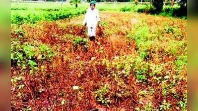 ಬೆಳೆ ಕೈ ತಪ್ಪುವ ಭೀತಿಯಲ್ಲಿ ರೈತ