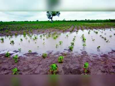 34,700 ಹೆಕ್ಟೇರ್ ಬೆಳೆ ನಷ್ಟ. 800ಕ್ಕೂ ಹೆಚ್ಚು ಮನೆ ಹಾನಿ