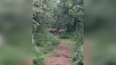 ಆನೆ ದಾಳಿ ತಡೆಗೆ ರೈಲು ಕಂಬಿ ಅಳವಡಿಕೆ: ಸಚಿವ ರೈ