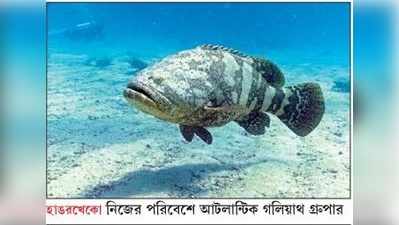 হাঙর গিলে জলখাবার গ্রুপারের