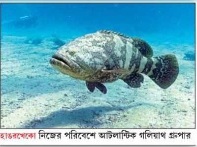 হাঙর গিলে জলখাবার গ্রুপারের