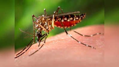 डेंगू पीड़ित युवक ने दम तोड़ा