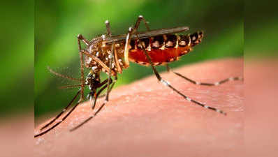 सावधान! 13 दिन में डेंगू के 22 मामले