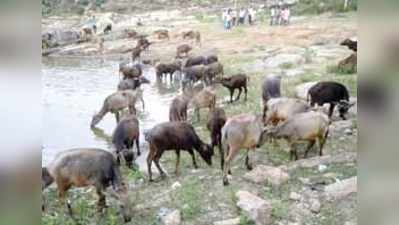 ಗೋ ಶಾಲೆಗೆ ಜಾನುವಾರು ಹಸ್ತಾಂತರ