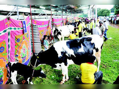 ಹಾಲು ಕರೆಯುವ ಸ್ಪರ್ಧೆ: ಹೊಗೆಬಂಡಿ ಪ್ರಥಮ