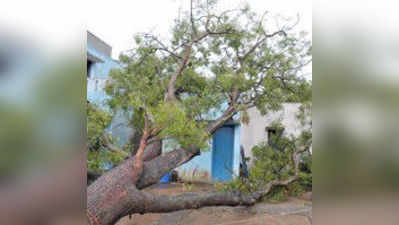 ಶಿವಮೊಗ್ಗದಲ್ಲಿ ಮಳೆ: ಧರೆಗುರುಳಿದ ಮರ