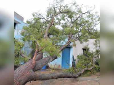 ಶಿವಮೊಗ್ಗದಲ್ಲಿ ಮಳೆ: ಧರೆಗುರುಳಿದ ಮರ