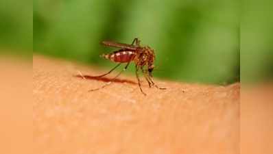 डेंगू के मरीजों की संख्या हुई 28