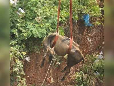 ಕ್ರೇನ್ ಮೂಲಕ ಮೇಲೆ ಬಂದ ಹಸು