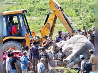 বিদ্যুত্‍স্পৃষ্ট দুই হাতির দেহ উদ্ধার হল নেপাল সীমান্তে