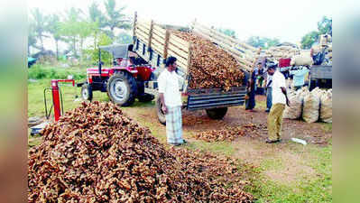 ಕುಸಿದ ಶುಂಠಿ ಬೆಲೆ: ರೈತರ ಕಂಗಾಲು