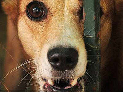 चीफ सेक्रटरी के कुत्ते ने महिला आईएएस को काटा, पहुंचे DIG