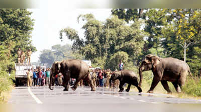 হাতির সুরক্ষায় ডুয়ার্সে কমল ট্রেনের গতি