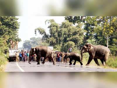 হাতির সুরক্ষায় ডুয়ার্সে কমল ট্রেনের গতি