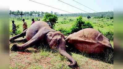 ವಿದ್ಯುತ್ ಸ್ಪರ್ಶ: ಎರಡು ಕಾಡಾನೆ ಸಾವು