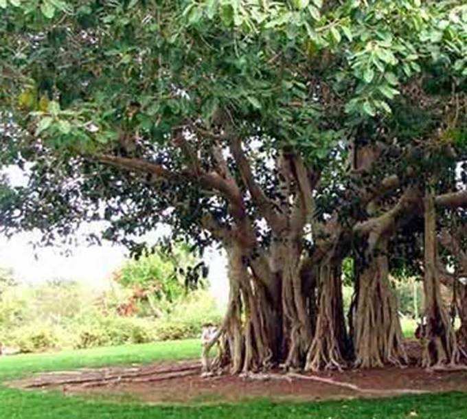 बरगद का पेड़