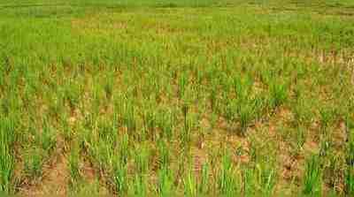 ತಾಲೂಕಿನ ನಾನಾ ಕಡೆ ಭತ್ತಕ್ಕೆ ಬೆಂಕಿ ರೋಗ