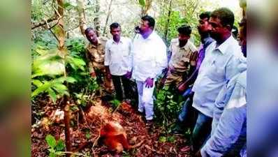 ನರಹಂತಕ ಹುಲಿಗೆ ಕರು ಬಲಿ ; ಬಾಯಿಬಿಡದ ಅರಣ್ಯ ಇಲಾಖೆ ಅಧಿಕಾರಿಗಳು