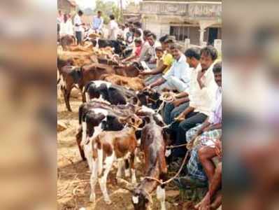 ಅಂಬಲಾರೆಯಲ್ಲಿ ‘ಅಂಬಾ’ಗಳ ವೈಯ್ಯರ!