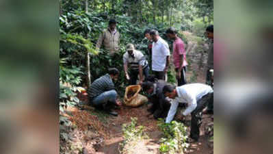 ಕಾಫಿ ತೋಟದಲ್ಲೇ ಗಜರಾಜನ ಸುತ್ತಾಟ