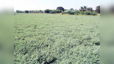 ಇಬ್ಬನಿಗೆ ಅರಳಿದ ಟೈಂ ಪಾಸ್ ಕಡಲೆ