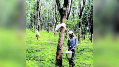 ರಬ್ಬರ್ ಬೆಲೆ ಕುಸಿತ: ಆತಂಕದಲ್ಲಿ ಬೆಳೆಗಾರ