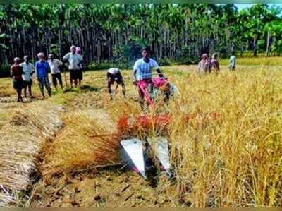 ಭತ್ತದ ಕೊಯ್ಲು ಹಂಗಾಮು.. ಯಂತ್ರಕ್ಕೆ ಮೊರೆ