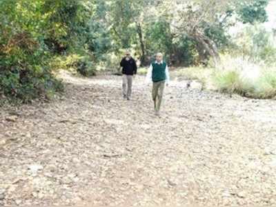 ಹುಲಿ ಕಾಟ;ಭಯದಲ್ಲೇ ದಿನಗಳಿಯುತ್ತಿರುವ ಕಾನನ ವಾಸಿಗಳು