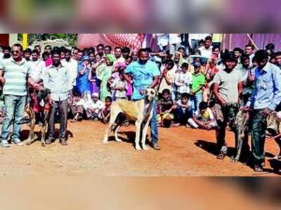 ಐನಾಪೂರದಲ್ಲಿ ಶ್ವಾನಗಳ ಪ್ರದರ್ಶನ