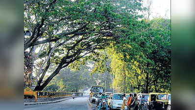 सड़क किनारे लगे पेड़ों को मिलेगा जीवनदान