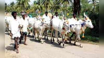 ಹೇಮೆಯ ತಟದಲ್ಲಿ ಜಾನುವಾರಗಳ ಜಾತ್ರೆ