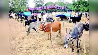 ಕಳೆಗಟ್ಟುತ್ತಿದೆ ಗುಡುಗಳಲೆ ಜಾನುವಾರು ಜಾತ್ರೆ