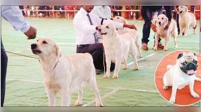 ಉಡುಪಿಯಲ್ಲಿ  ತೆರೆದುಕೊಂಡಿತು ಕಲರ್‌ಫುಲ್ ಶ್ವಾನ ಪ್ರಪಂಚ