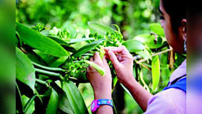 ನೆಲ ಕಚ್ಚಿದ ವೆನಿಲ್ಲಾ ಬೆಳೆ: ಬೆಳೆಗಾರರಿಗೆ ಸಂಕಷ್ಟ