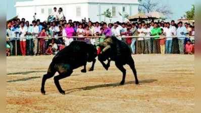 ರೋಮಾಂಚನ ಮೂಡಿಸಿದ ಟಗರಿನ ಕಾಳಗ