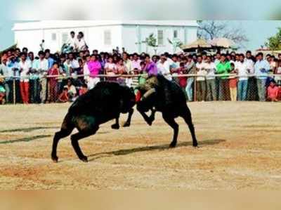 ರೋಮಾಂಚನ ಮೂಡಿಸಿದ ಟಗರಿನ ಕಾಳಗ